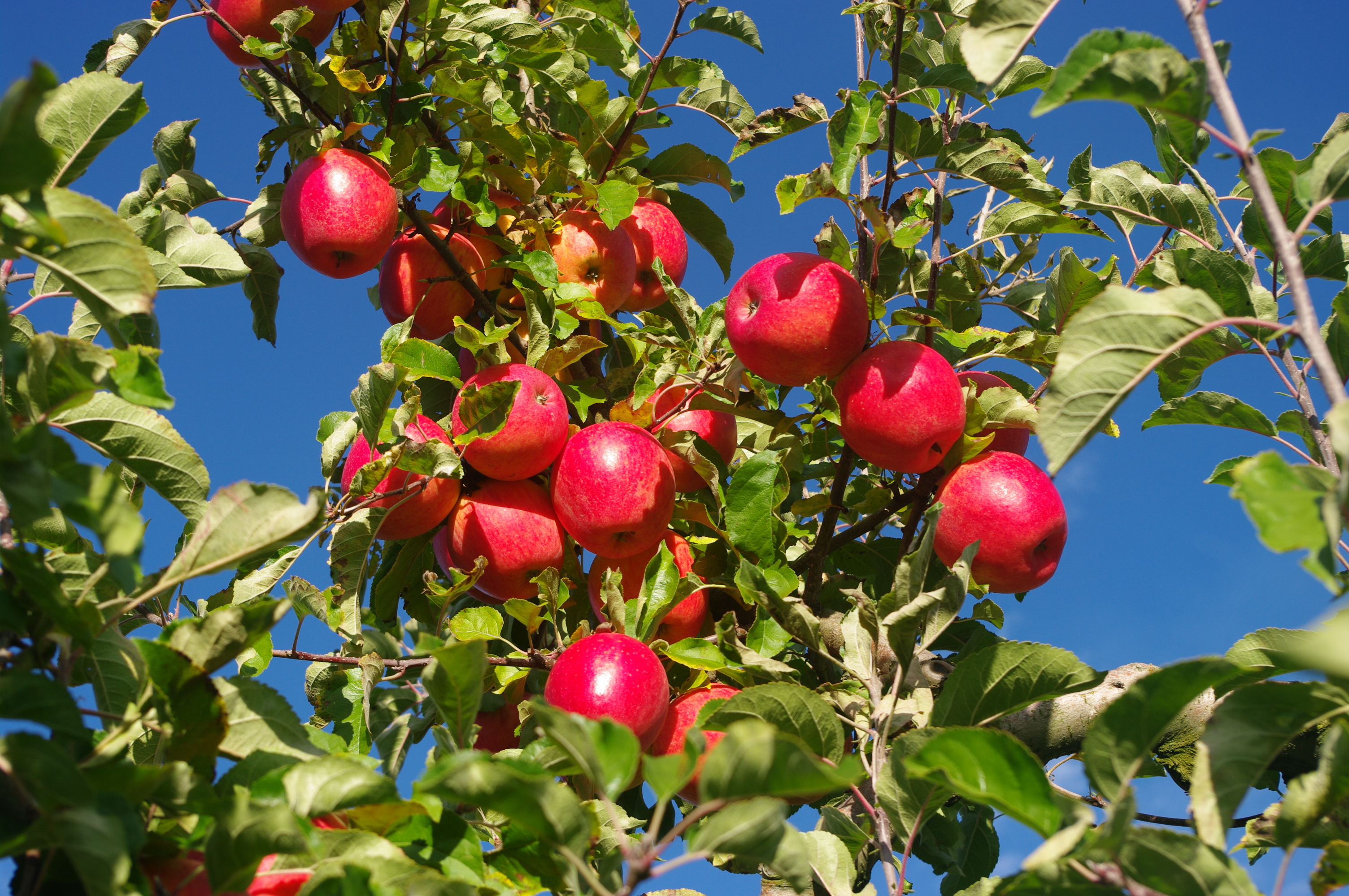 Verger de pommes